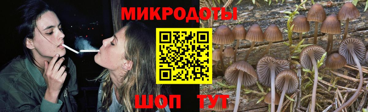 Галлюциногенные грибы Psilocybe Кропоткин